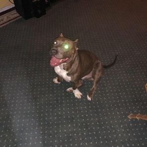 Meet your Posher, Julio